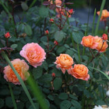 Load image into Gallery viewer, Lady Emma Hamilton Rose