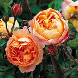 Load image into Gallery viewer, Lady Emma Hamilton Rose