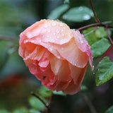 Load image into Gallery viewer, Lady Emma Hamilton Rose