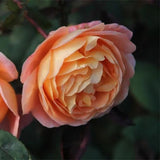 Load image into Gallery viewer, Lady Emma Hamilton Rose