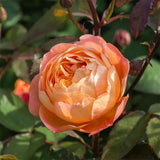 Load image into Gallery viewer, Lady Emma Hamilton Rose