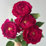 Load image into Gallery viewer, Cut Rose Kate