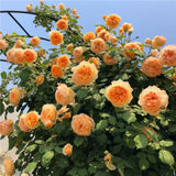 Load image into Gallery viewer, Crown Princess Margareta Rose|玛格丽特王妃|マーガレット王妃