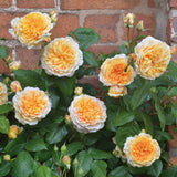 Load image into Gallery viewer, Crown Princess Margareta Rose|玛格丽特王妃|マーガレット王妃