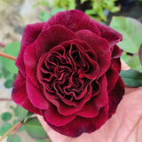 Load image into Gallery viewer, Munstead Wood Rose