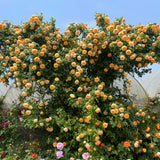 Load image into Gallery viewer, Crown Princess Margareta Rose|玛格丽特王妃|マーガレット王妃