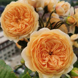 Load image into Gallery viewer, Crown Princess Margareta Rose|玛格丽特王妃|マーガレット王妃