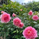 Load image into Gallery viewer, Jubilee Celebration Rose