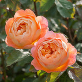 Load image into Gallery viewer, Lady Emma Hamilton Rose