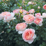 Load image into Gallery viewer, Abraham Darby Rose｜亚伯拉罕·达比｜エイブラハム・ダービー