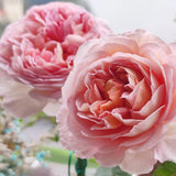 Load image into Gallery viewer, Abraham Darby Rose｜亚伯拉罕·达比｜エイブラハム・ダービー