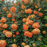 Load image into Gallery viewer, Lady Of Shalott Rose|夏洛特夫人|シャーロット夫人