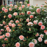 Load image into Gallery viewer, Abraham Darby Rose｜亚伯拉罕·达比｜エイブラハム・ダービー