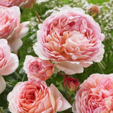 Load image into Gallery viewer, Abraham Darby Rose｜亚伯拉罕·达比｜エイブラハム・ダービー