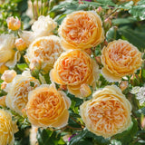 Load image into Gallery viewer, Crown Princess Margareta Rose|玛格丽特王妃|マーガレット王妃