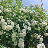 Load image into Gallery viewer, Iceberg Climbing Rose｜攀登冰山的玫瑰｜氷山に登るバラ｜