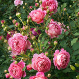 Load image into Gallery viewer, Jubilee Celebration Rose