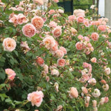 Load image into Gallery viewer, Abraham Darby Rose｜亚伯拉罕·达比｜エイブラハム・ダービー