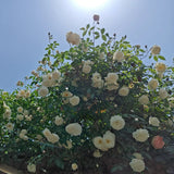 Load image into Gallery viewer, Iceberg Climbing Rose｜攀登冰山的玫瑰｜氷山に登るバラ｜