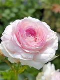 Load image into Gallery viewer, Vesalius Rose