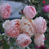 Load image into Gallery viewer, Abraham Darby Rose｜亚伯拉罕·达比｜エイブラハム・ダービー