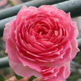 Load image into Gallery viewer, Jubilee Celebration Rose