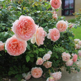 Load image into Gallery viewer, Abraham Darby Rose｜亚伯拉罕·达比｜エイブラハム・ダービー