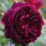 Load image into Gallery viewer, Munstead Wood Rose