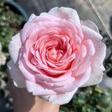 Load image into Gallery viewer, Abraham Darby Rose