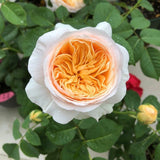 Load image into Gallery viewer, Wedding Cut Rose Juliet