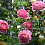 Load image into Gallery viewer, Jubilee Celebration Rose