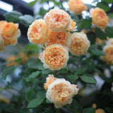 Load image into Gallery viewer, Crown Princess Margareta Rose|玛格丽特王妃|マーガレット王妃