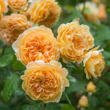 Load image into Gallery viewer, Crown Princess Margareta Rose|玛格丽特王妃|マーガレット王妃