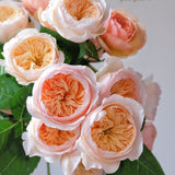 Load image into Gallery viewer, Wedding Cut Rose Juliet