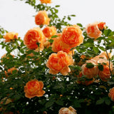 Load image into Gallery viewer, Lady Of Shalott Rose|夏洛特夫人|シャーロット夫人