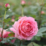 Load image into Gallery viewer, Jubilee Celebration Rose