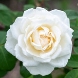 Load image into Gallery viewer, Iceberg Climbing Rose｜攀登冰山的玫瑰｜氷山に登るバラ｜