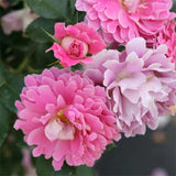 Load image into Gallery viewer, Fancy Ruffle Rose｜花式褶皺玫瑰｜花ひだバラ