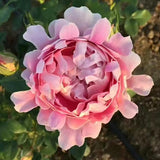 Load image into Gallery viewer, Fancy Ruffle Rose｜花式褶皺玫瑰｜花ひだバラ