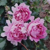 Load image into Gallery viewer, Fancy Ruffle Rose｜花式褶皺玫瑰｜花ひだバラ