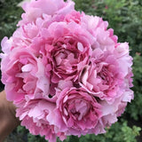 Load image into Gallery viewer, Fancy Ruffle Rose｜花式褶皺玫瑰｜花ひだバラ