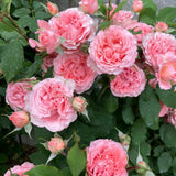 Load image into Gallery viewer, Corail Gelee Rose