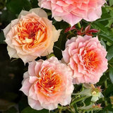 Load image into Gallery viewer, Lanterne Citrouille Rose｜南瓜燈籠玫瑰｜シトロエンローズ