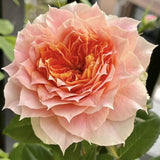 Load image into Gallery viewer, Lanterne Citrouille Rose｜南瓜燈籠玫瑰｜シトロエンローズ