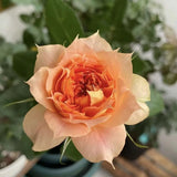 Load image into Gallery viewer, Lanterne Citrouille Rose｜南瓜燈籠玫瑰｜シトロエンローズ