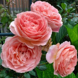 Load image into Gallery viewer, Abraham Darby Rose｜亚伯拉罕·达比｜エイブラハム・ダービー