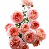 Load image into Gallery viewer, Abraham Darby Rose｜亚伯拉罕·达比｜エイブラハム・ダービー