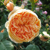 Load image into Gallery viewer, Crown Princess Margareta Rose|玛格丽特王妃|マーガレット王妃