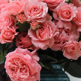 Load image into Gallery viewer, Corail Gelee Rose